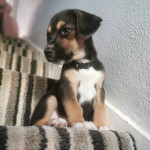 Husky cross beagle puppy