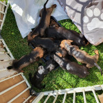 Dachshund Puppies 8 weeks old (Ready to leave)