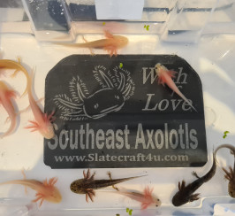 Axolotl babys