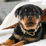 Tank Sold Miki and nice rottweiler for sale