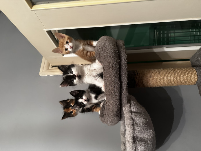 4 Beautiful Kittens for Sale