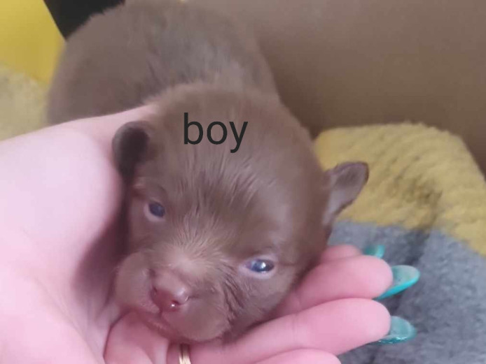 Pomchi puppies ???? 3 males and 1 female available 