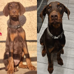Choc/Tan male and female looking for their forever homes. 