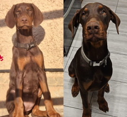 Pets for Sale - Choc/Tan male and female looking for their forever homes. 
