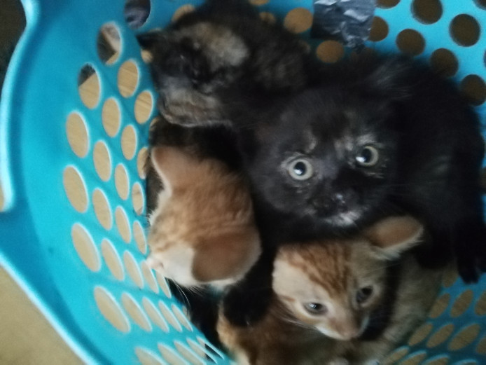 Ginger , Ginger and White and Tortoiseshell kittens for sale  