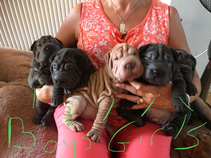 Shapei puppies for sale Wales 