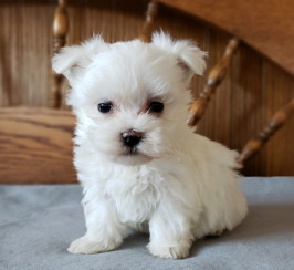Exceptional Tiny Show Quality Maltese Puppies