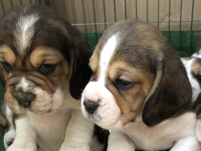 Beagle puppies KC registered