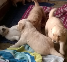 Pets  - Beautiful Golden Retriever Puppies