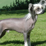 Wanted Chinese Crested