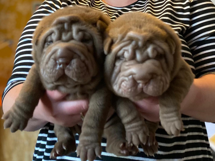 Shar pei puppies for sale 