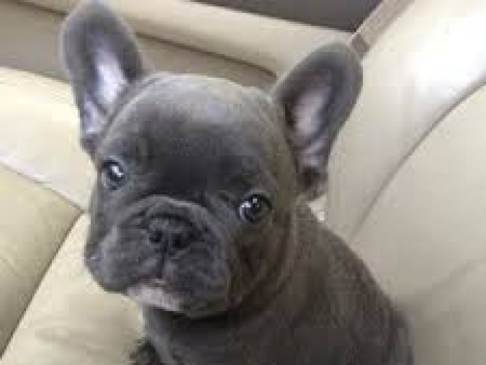 AKC quality French Bulldog Puppy for rehoming