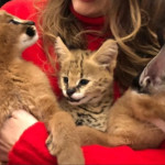 Savannah and Caracal kittens for sale. 