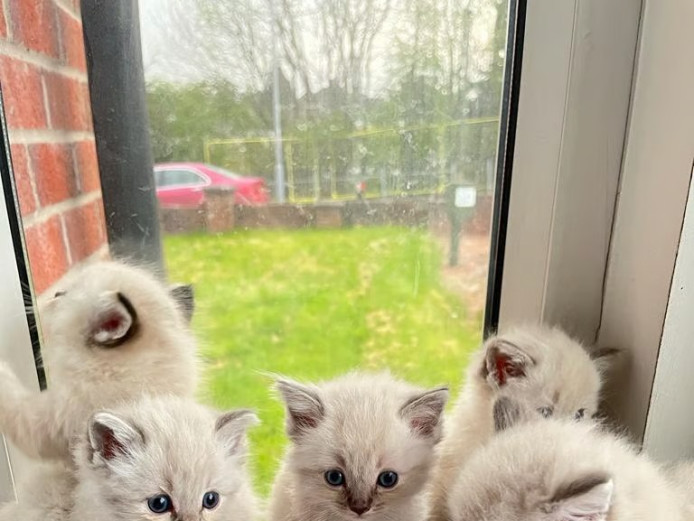 Beautiful Ragdoll Kittens only £500