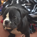 Victorian Bulldogs for Sale - Must See