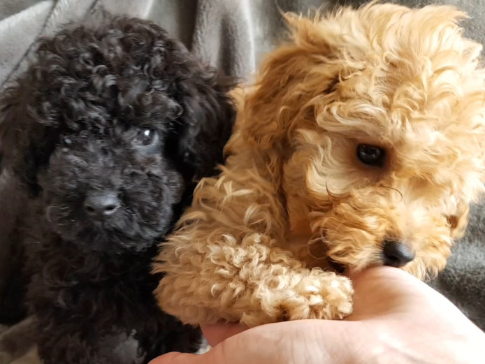 RARE & BEAUTIFUL toy poodle pups