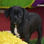 Puggle Puppies for sale