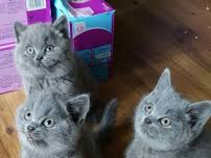  British Shorthair Blue GCCF all kittens