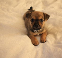 Pets  - Chorkie puppie for sale