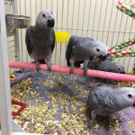 African Grey Congo Grey parrots hand tamed 