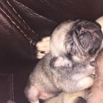 Kc registered Pug puppies for sale