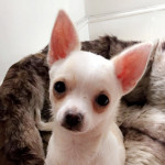 chihuahua Puppy for sale 