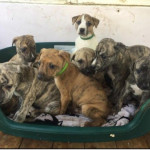 Lurcher puppies for sale