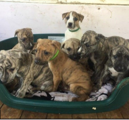 Pets  - Lurcher puppies for sale