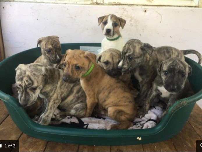 Lurcher puppies for sale