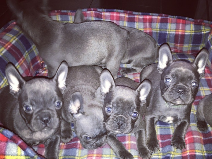 French bulldog Blue puppies available next week