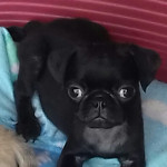 Pug puppies for sale 