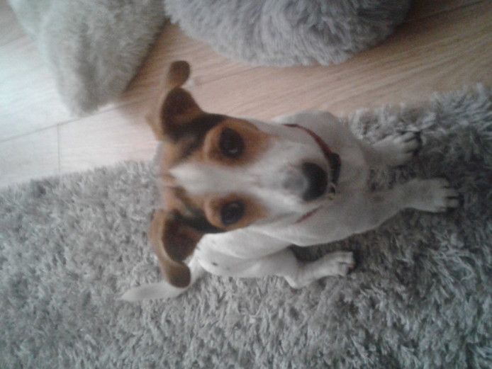 14 week old jack Russell Jack Russell for Sale Grimsby