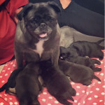 KC Silver, Black, Fawn Puppies for Sale