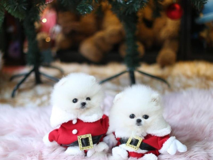 Pure White Pomeranian Puppies.
