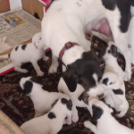 Pups Sale American Bulldog X with hound/Collie mix