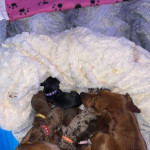 7 gorgeous dachshund puppies 