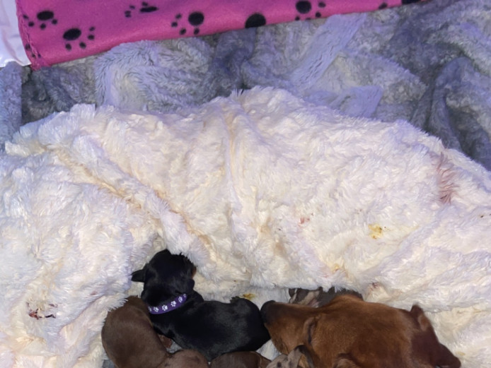 7 gorgeous dachshund puppies 