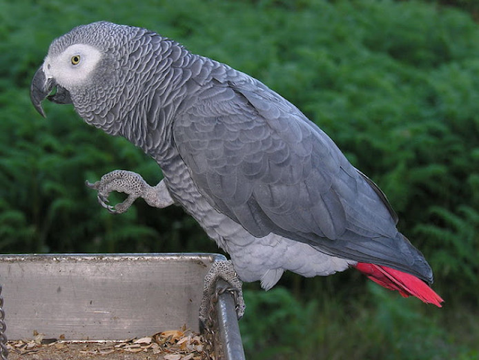 `Africa Grey Parrot for sale