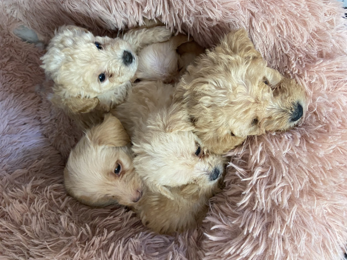 4 beautiful jackapoopoo puppies left 3 boys 1 girl 