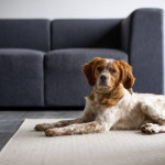 1 year plus  beautiful Brittany available