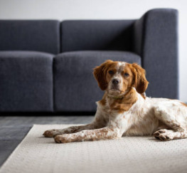 Pets  - 1 year plus  beautiful Brittany available