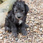 Bedlington terrier puppies