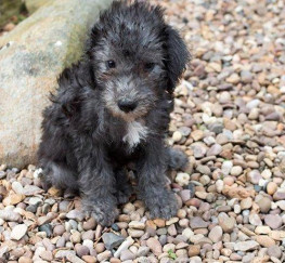 Pets  - Bedlington terrier puppies