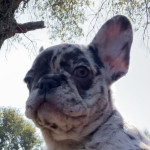 Top Quality French Bulldog Puppies For Sale 