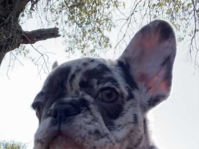 Top Quality French Bulldog Puppies For Sale 