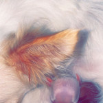 Pomchi puppies Pomeranian x long haired chihuahua
