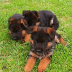 Pedigree German Shepherd Puppies