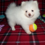 Available nicer pure white Pomeranian puppies ready