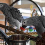 Hand Raised and Tamed pair of African Greys