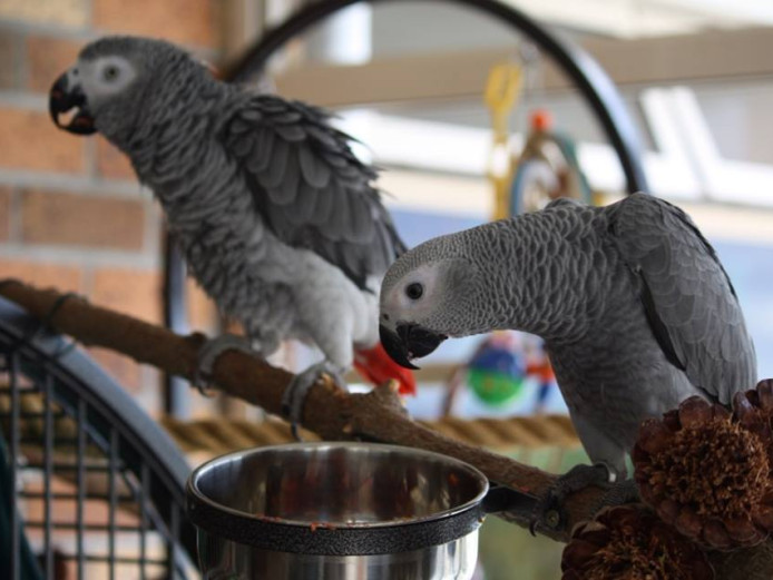 Hand Raised and Tamed pair of African Greys